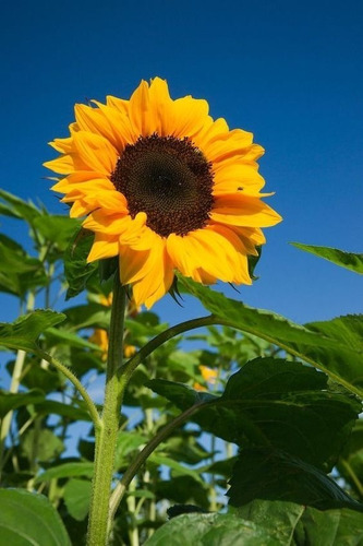 150 Semillas De Girasol Gigante 