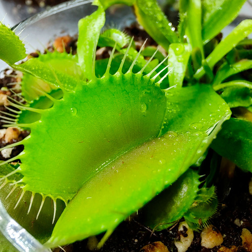 Planta Carnivora En Terrario (facil Armado)