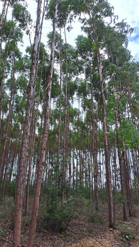 Fazenda De 30 Hectares Com 12 Plantados De Eucalipto