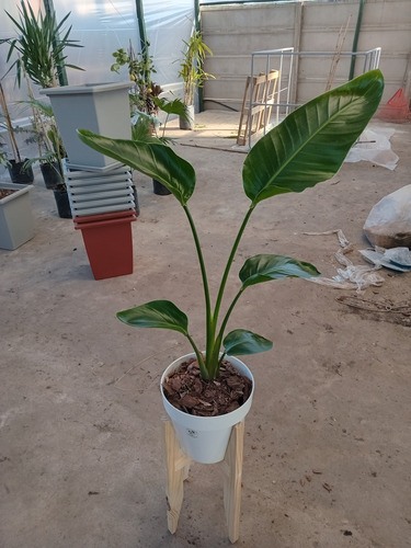 Strelitzia Nicolai De 1.20/1.30 Con Maceta - Entrega Gratis Blanco