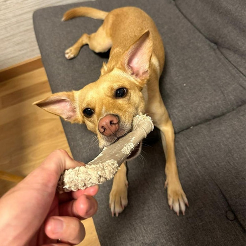 Kit Biobone Mordedor Resistente Para Cães Laranja Ossão 3un