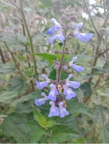 Salvia Pallida 