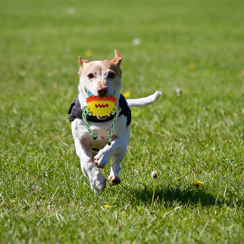 Juguete Puppy Treat Para Masticar Perros, Limpieza De Mascot