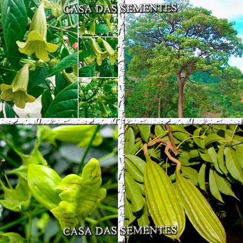 Sementes Do Raro Ipê Verde Caroba - Para Mudas De Árvores | MercadoLivre