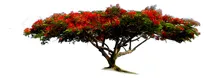 Comprar 300 Semillas Árboles Framboyan Lluvia De Oro Jacarandá C\u002Fu