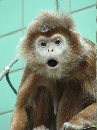 Cuadro 20x30cm Mono Fauna Primate Nature Simio Orangutan M3