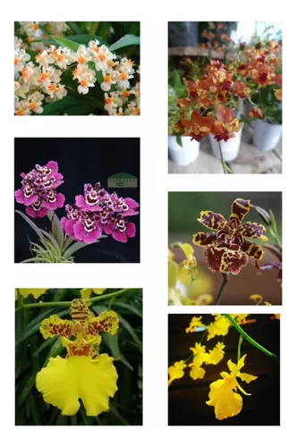 Orquidea Oncidium Adulta Sin Flor