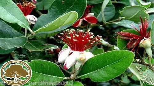 Feijoa ( Arbol ) Guayaba Feijoa ,clima Frio Arbor Flor 3 Msi