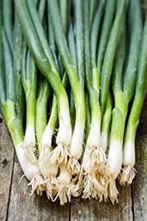 Semillas Welsh Onion Piero Verde, Verduras Para Plantar Semi