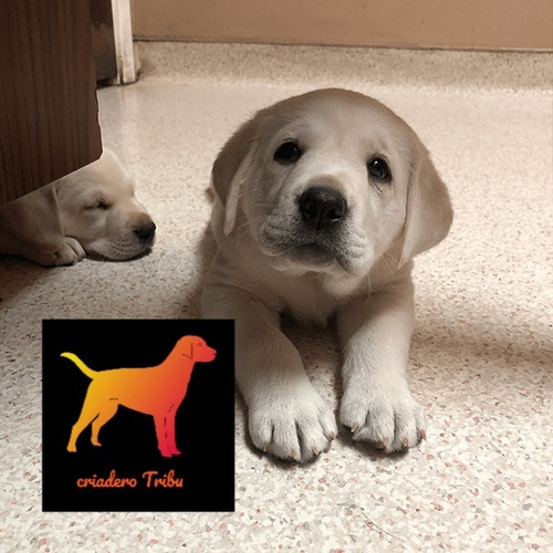 Cachorras Labrador Hembritas - Linea Norteamericana