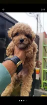 Comprar Cachorros Poodle Mini Apricot Intenso - Adorables