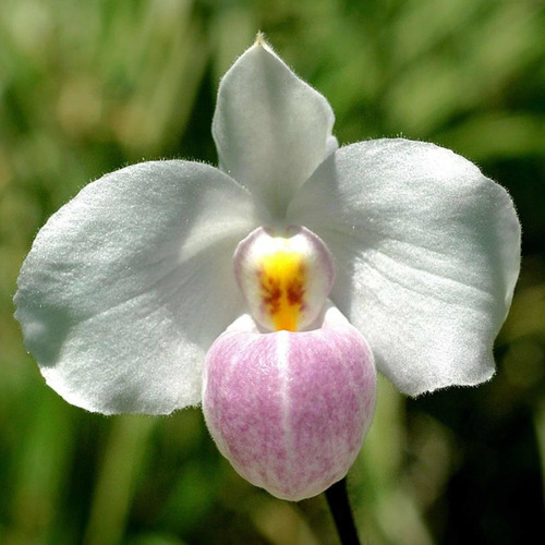 Orquídea Paphiopedillum Delenati Sapatinho Raro Coleção