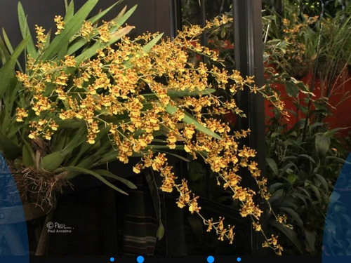 3 Orquídeas Oncidium Sphacelatum (incluye Envío) | Meses sin intereses