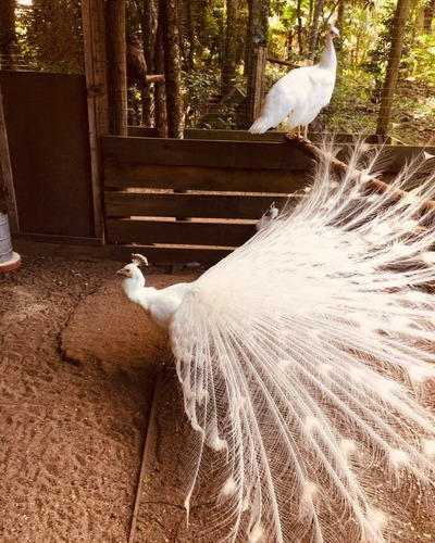 Ovos De Pavão Branco Reserva
