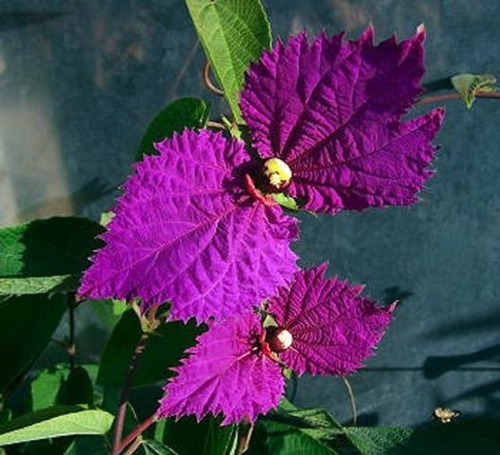 Dalechampia Dioscoreifolia ( Enredadera ) , Flor Mariposa