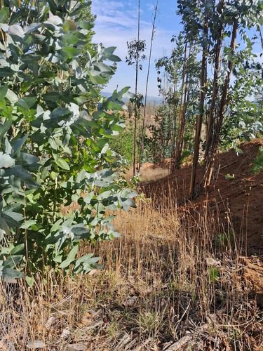 Parcela 5000 Mts Lista Para Construir En Vive Bucalemu