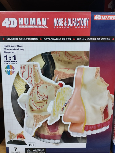 Modelo Anatómico 3d Del Olfato Del Humano 1:1  