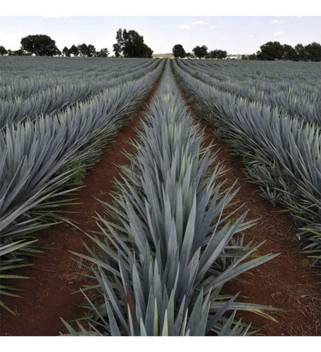 Tequila 7 Leguas Blanco 1000 Ml.*