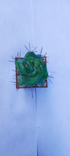 Stenocereus Pruinosus Spiralis