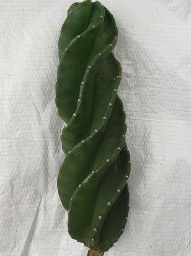 Estaca Cacto Parafuso