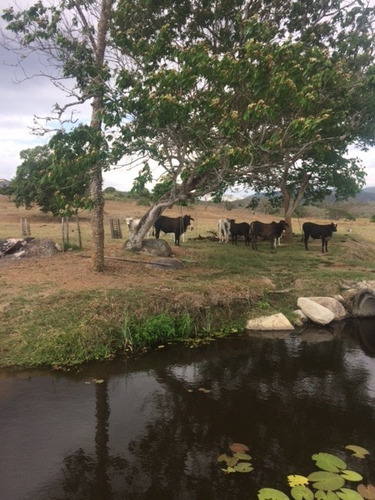 Imagem 3 de 20 de Ótimo Para Empreendedorismo, Fazenda 16 Hec, Rio E 2 Açudes Perene, Agrestina - Fa00007 - 68991513