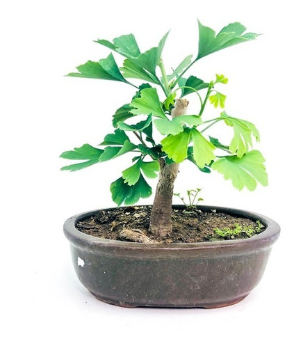 Bonsai Planta Gingko Biloba 10 Años 25cm Maceta Esmaltada N3