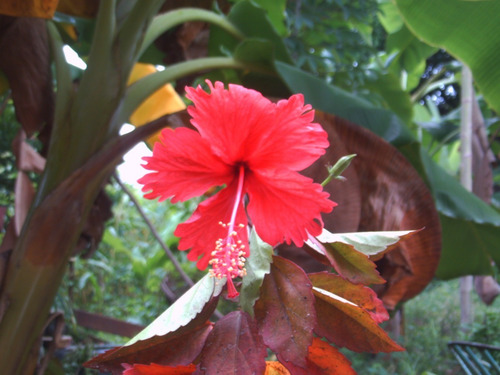 Cayena Roja, Planta De Jardín