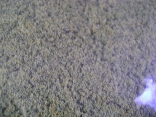 Imagen 5 de 6 de Nico Sobre Esponja Verde O Medio Vom H0 (pmf 26)