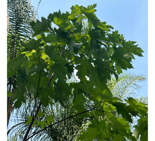 Árbol De Arce Canadiense De 3.5 M De Alto