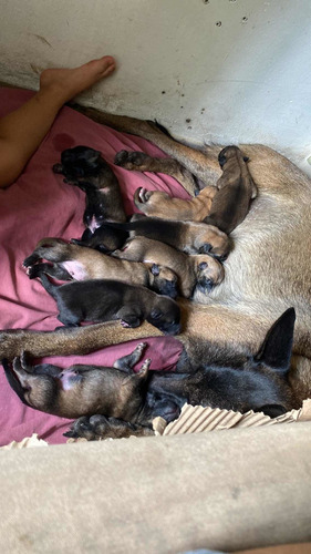 Imagen 4 de 7 de Pastor Belga Malinois
