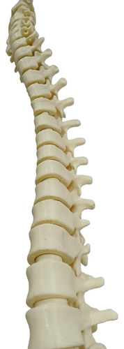 Columna Vertebral Completa - Encastrable Impresion 3d