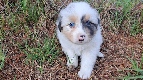 Cachorros Pastor Ovejero Australiano Perros En Medellín Pet 