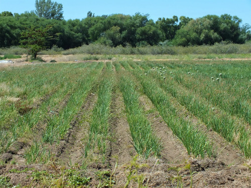 Campo 96ha, Luis Beltrán, Río Negro, Patagonia, Costa De Río.