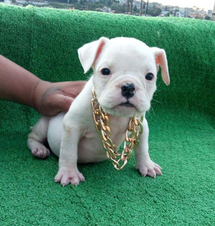 American Bully Exotico Mercadolibre Com Mx American Bully Exotico Mercadolibre Com Mx