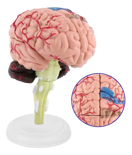 Modelo Anatómico Médico De Cerebro Humano Desmontado De 1 Pi