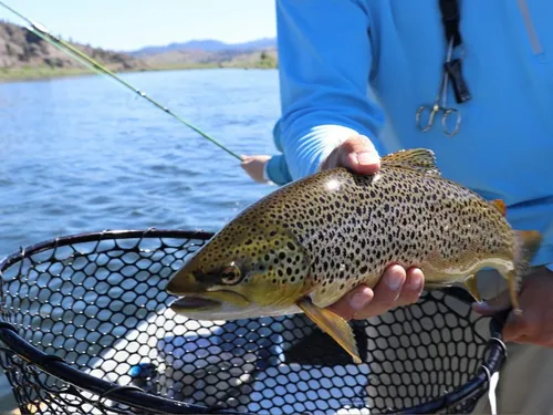 Imagen 2 de 8 de Combo Pescar Shimano Carrete Caña Actual 2019 Pesca Rio Mar