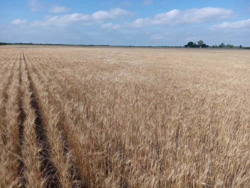 Imagen 8 de 11 de Vendo Campo En La Paz Entre Ríos