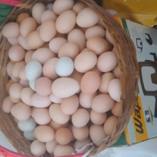 Imagem 2 de 5 de Ovos Férteis De Galinha Caipira Diversidades