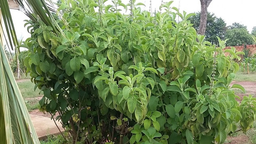 Boldo Do Chile (peumus Boldus) 100 Gr Erva Seca Para Chá