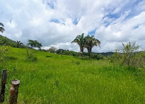 Imagen 29 de 30 de Vendo Finca En Tocuyito Vía Cachinche ( Dt )