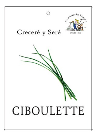 Semilla De Ciboulette