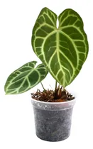Comprar Anthurium Crystallinum Planta Interior Maceta Anturio Exótic