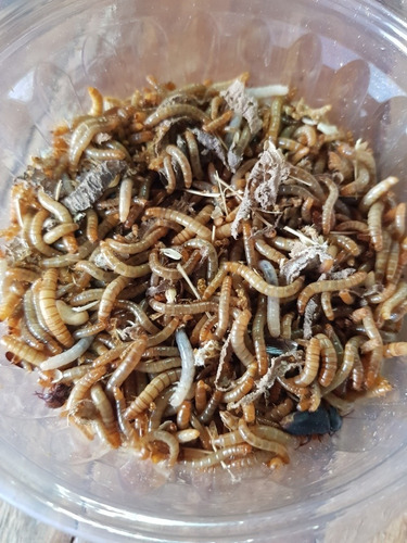 Imagen 3 de 4 de Zophobas, Tenebrios X 50u Alimento Reptiles Erizos Avespeces
