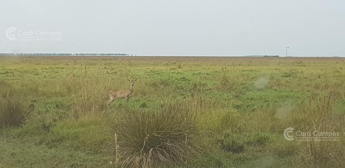 Imagen 3 de 14 de Se Vende Campo Foresto-ganadero De 1123 Ha En Paraje Galarza. Iberá. Corrientes