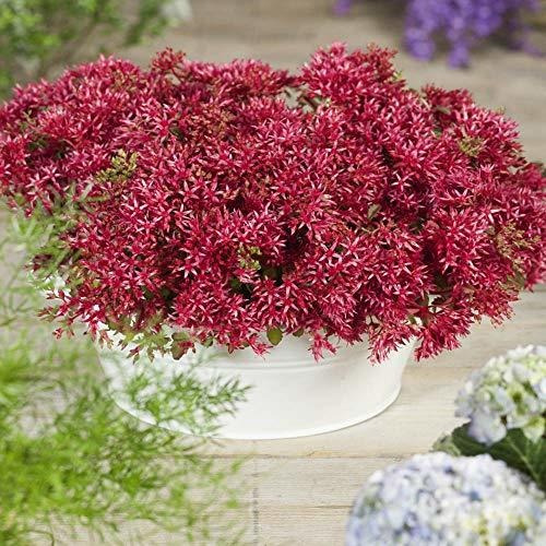 Semillas Sedum Coccineum Dragon's Blood - 5000 Semillas