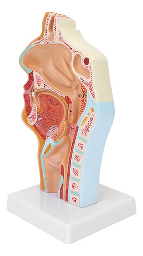 Modelo De Cavidad Nasal Humana, Garganta Oral, Anatómico Par