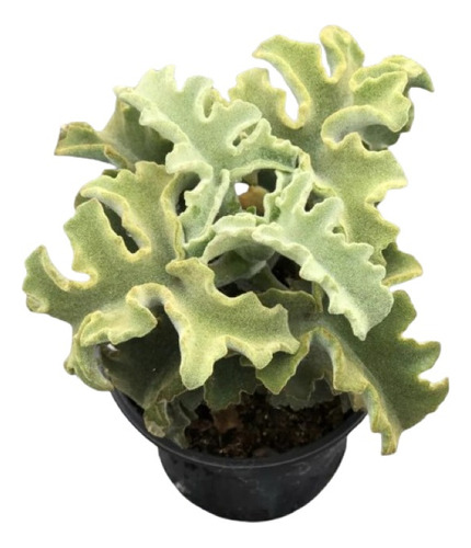 Kalanchoe Beharensis Minima Planta Suculenta X Pza De 30 Cm 