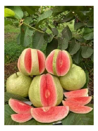 100 Semillas De Guayaba Pera Rosa