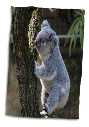 Toalla 3drose, Divertido Oso Koala En The Free Nature Zoo Wi