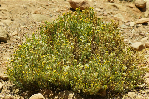 Yerba Chachacoma, Hierba Infusión Orgánico.